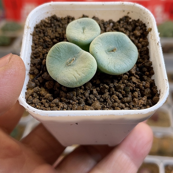 佳人园艺多肉生石花酒杯45