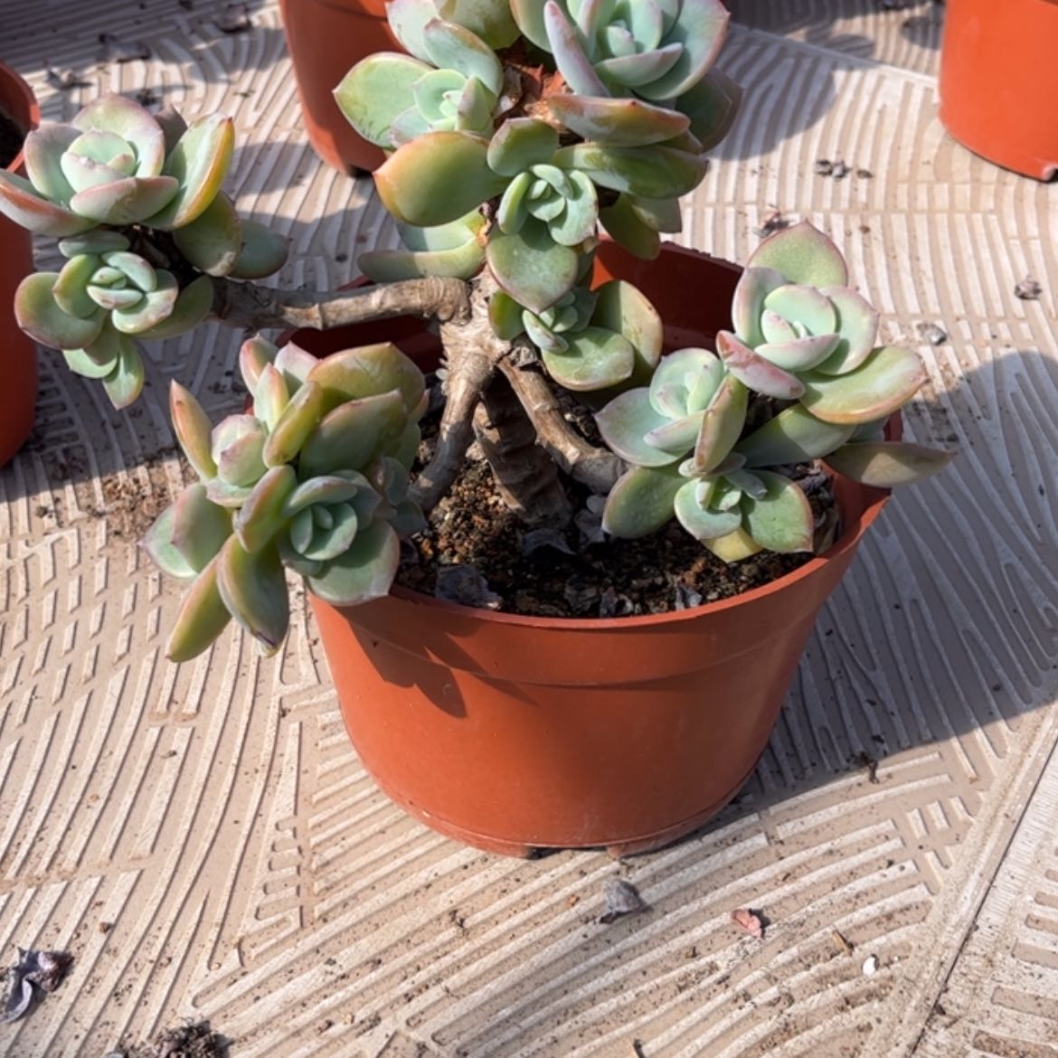 【闪购商品】无花朵大**✨