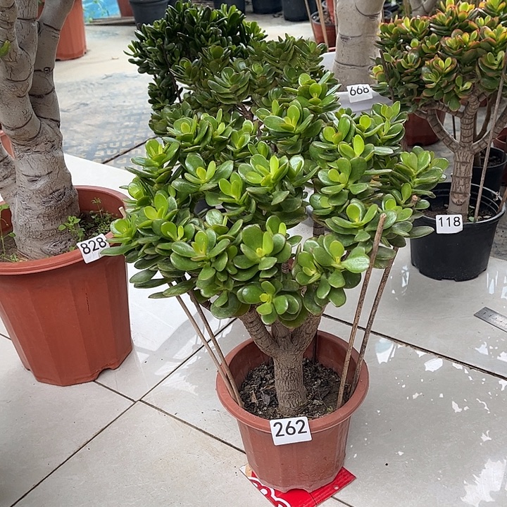 姬红花月独杆老桩