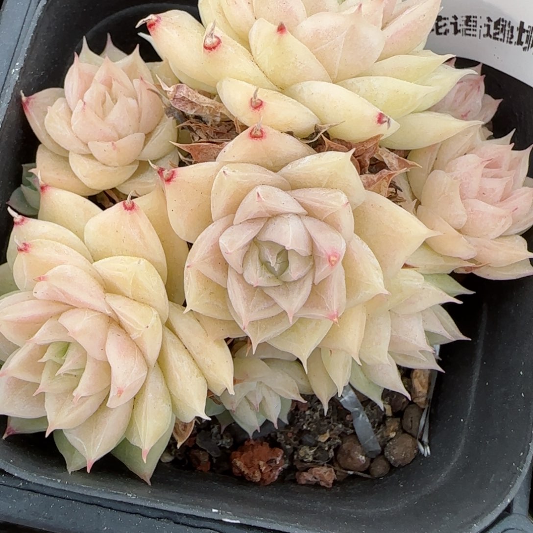 花语逸境0216-531散