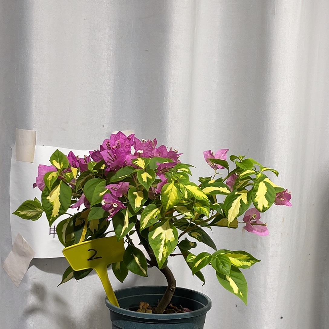 当前无花栽培后可以开花2金心双色弯杆