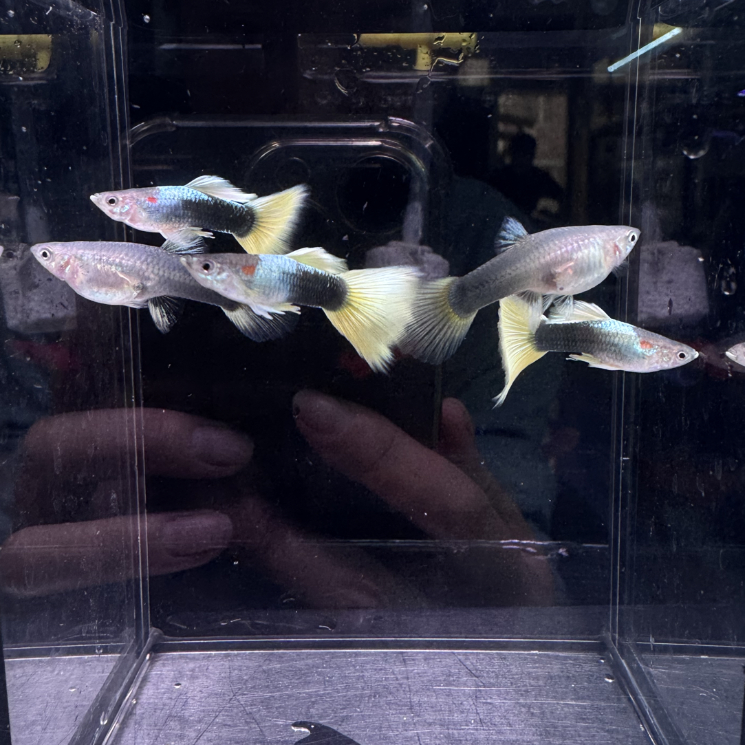 计程车黄礼服孔雀鱼