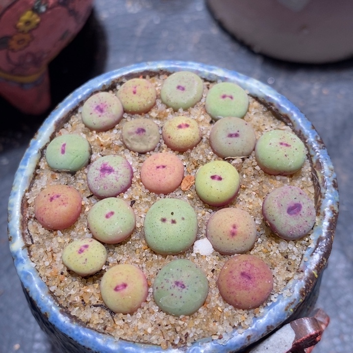 1380b小红嘴一颗