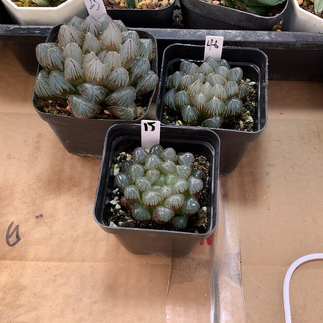 3颗直播拍一物一拍