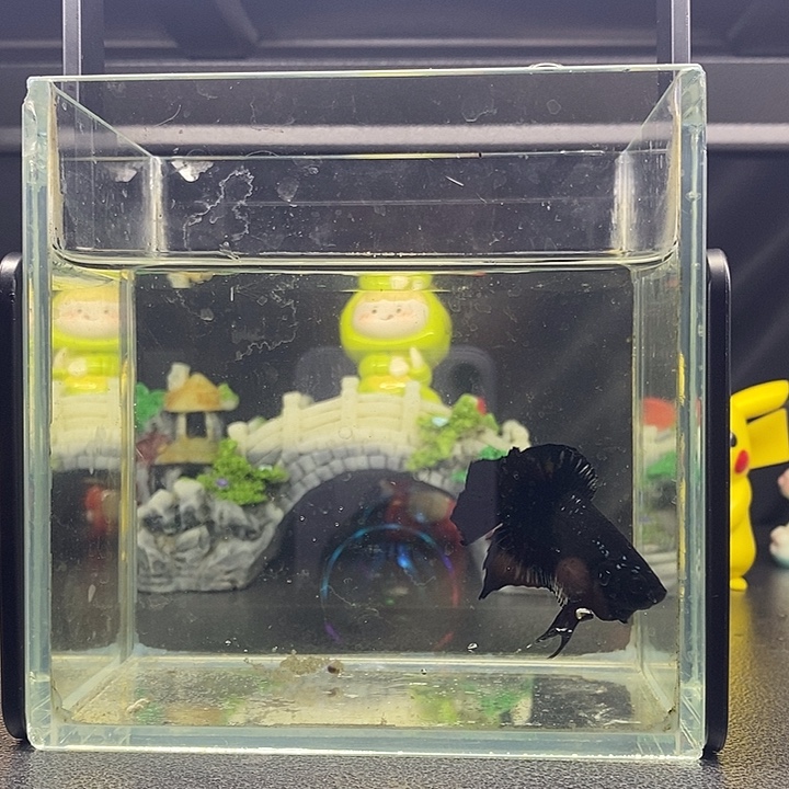 暗黑双尾将军公鱼