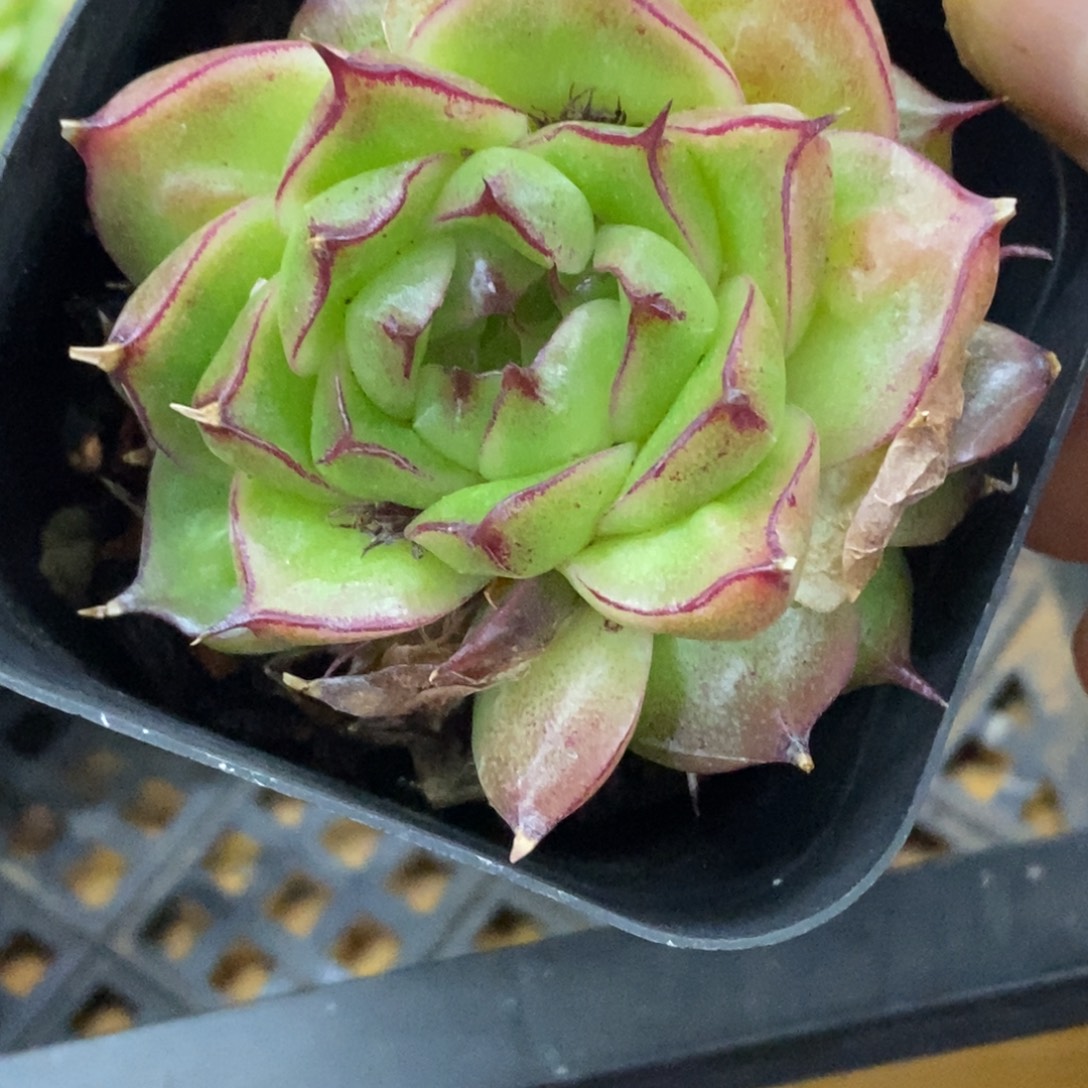 精品多肉一物一拍不包整68