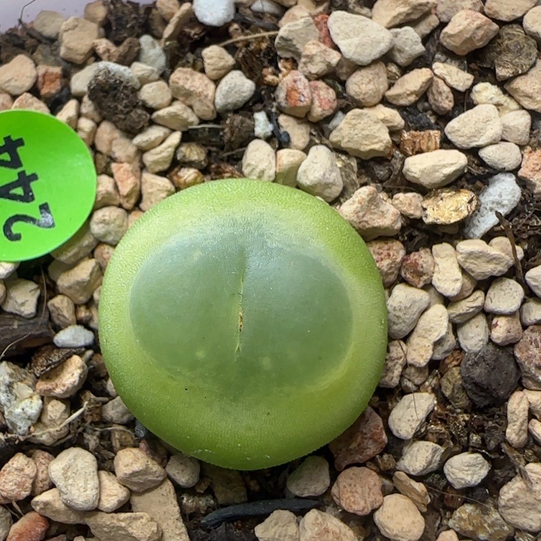 拉登漂亮多肉植物244