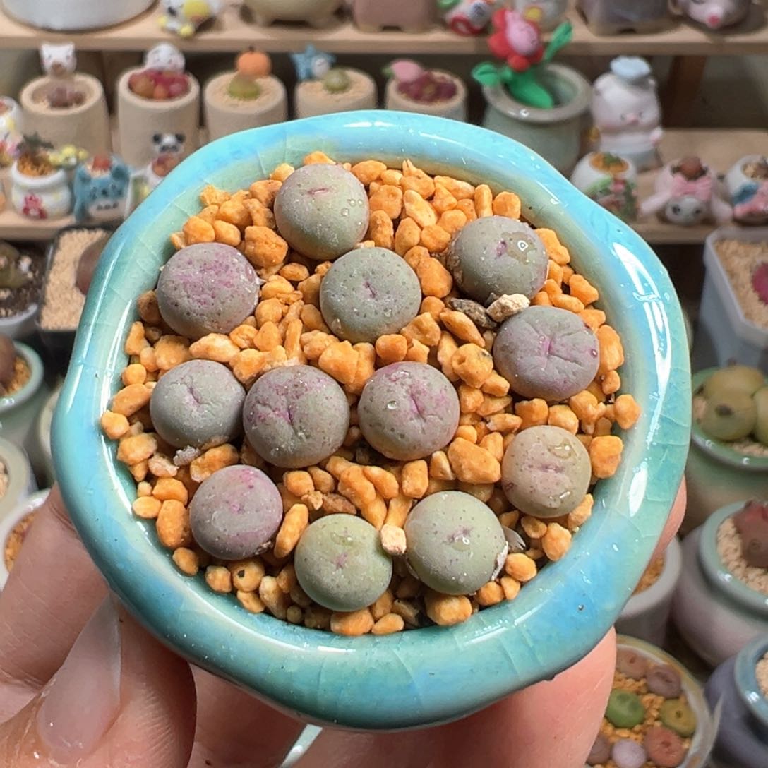 多肉植物135号小红嘴