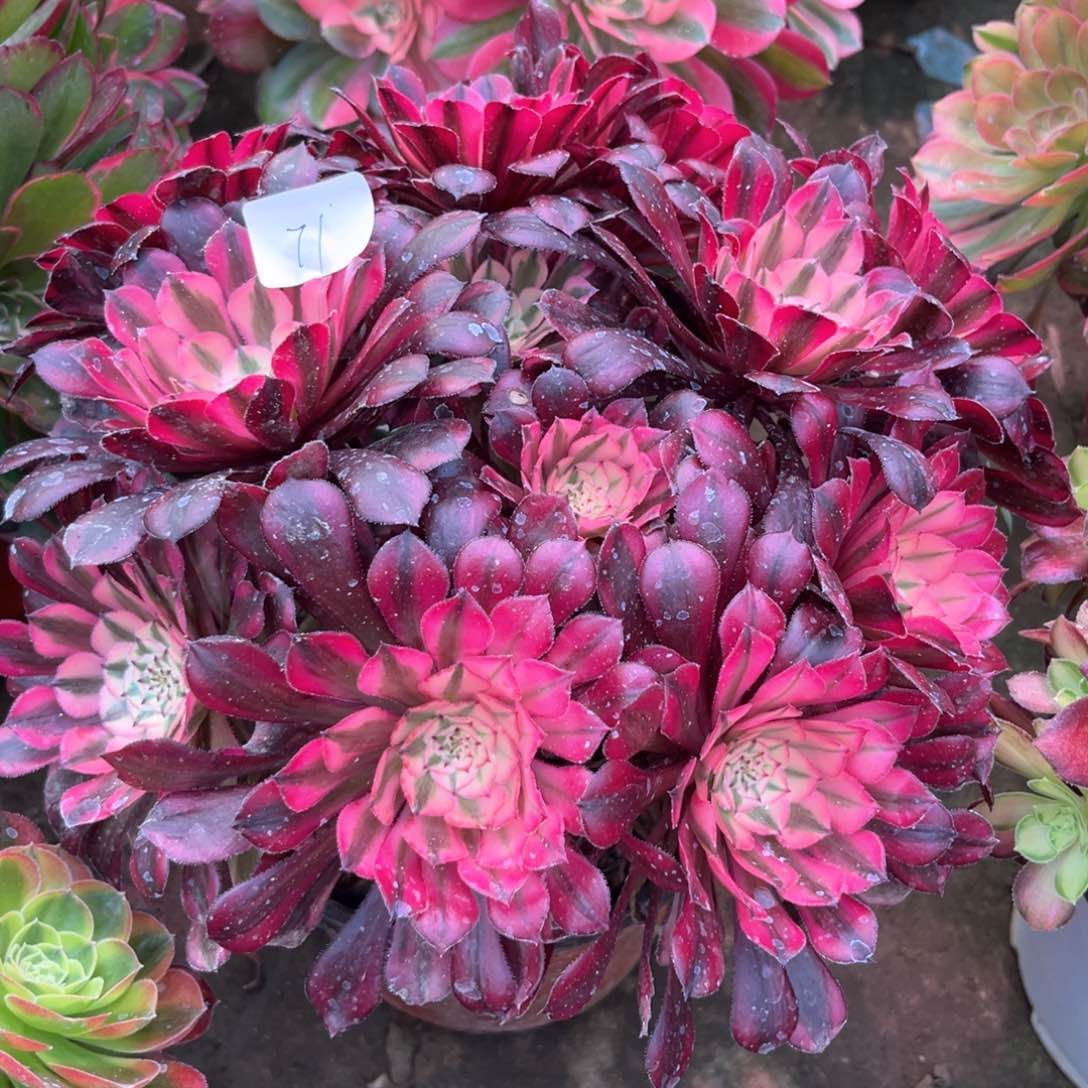 多肉植物红铜白071