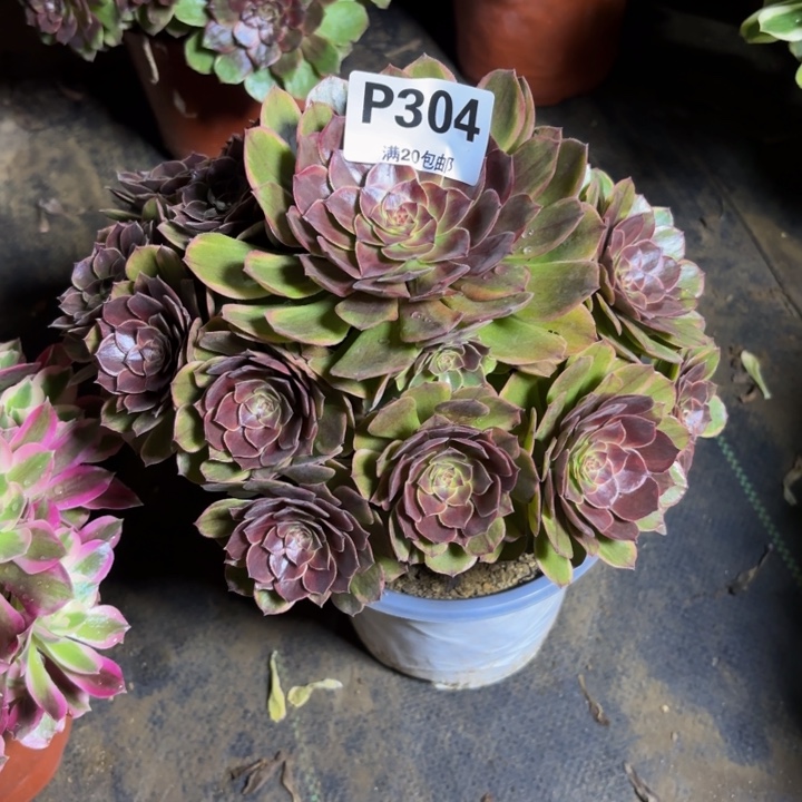 乇***刁瑞妈，，，，，304半夏，