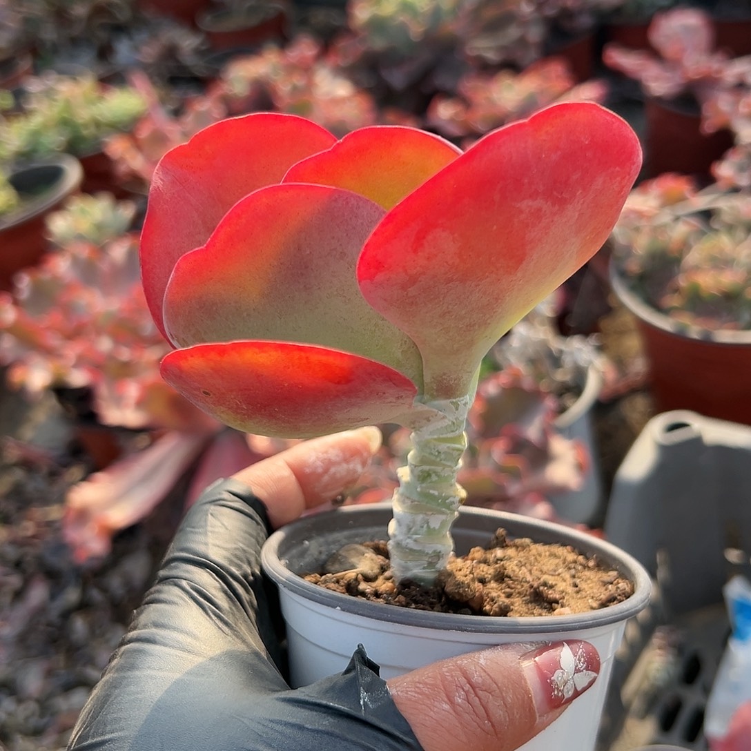 多肉植物唐寅老庄