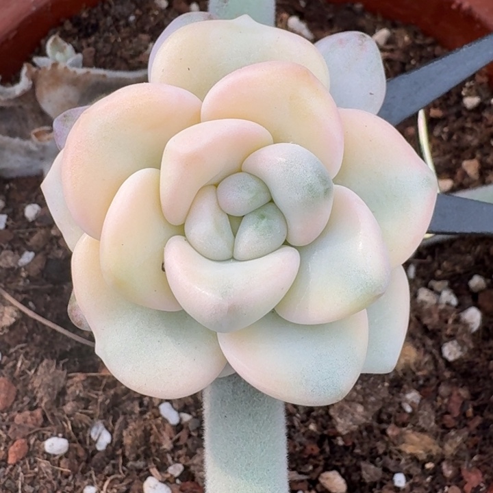 花斑鹿锦一物一拍