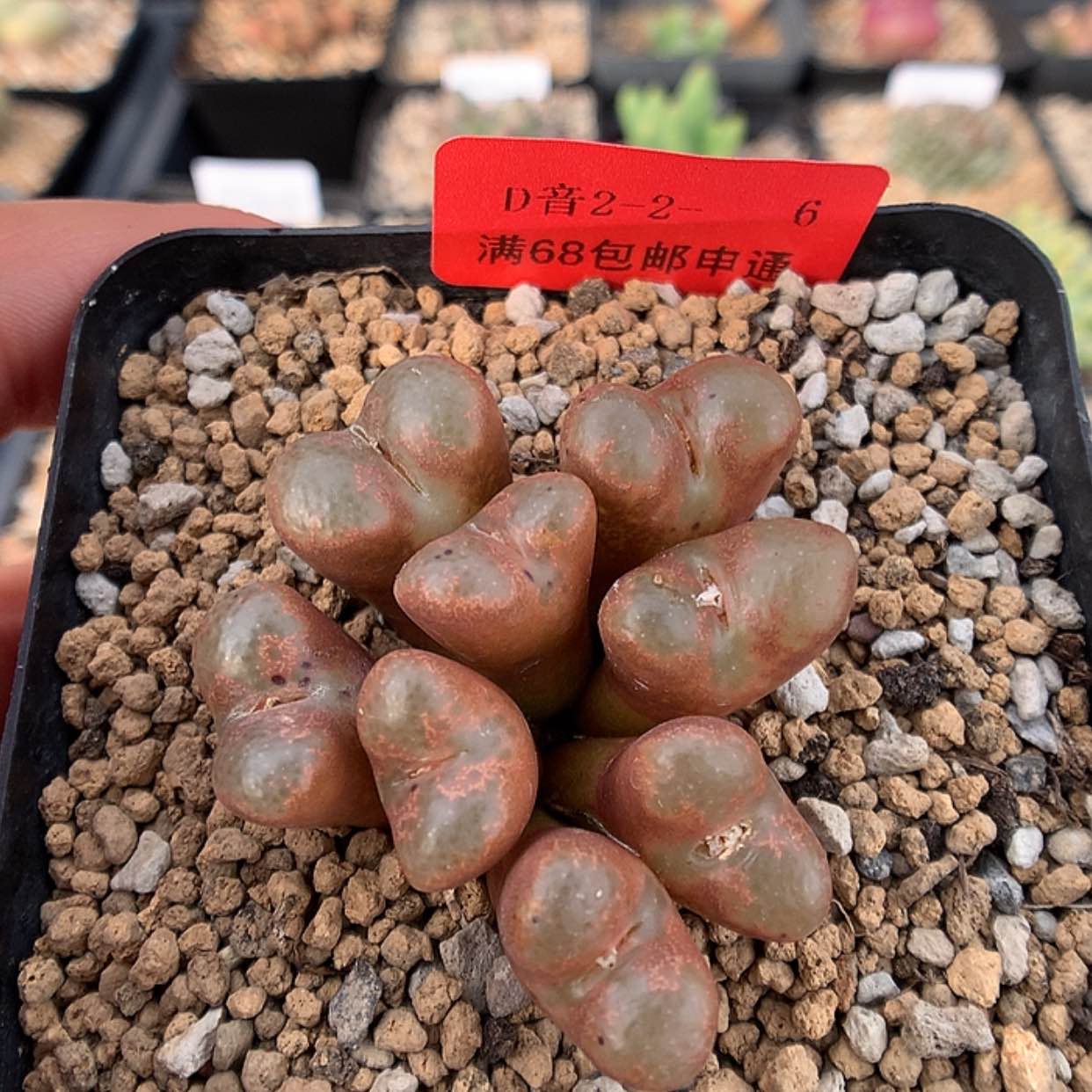 【闪购商品】2-2-10 红勋章一群 40