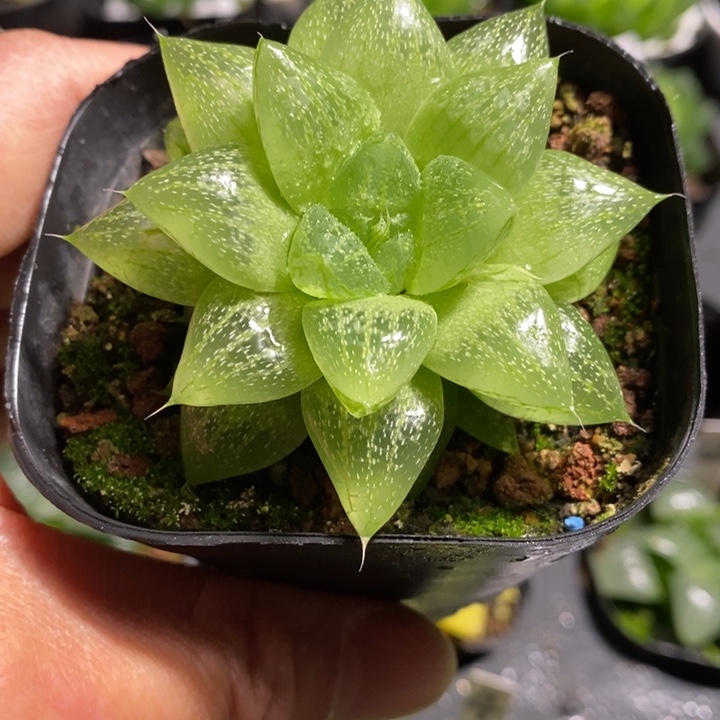 雪花玉露寿多肉植物