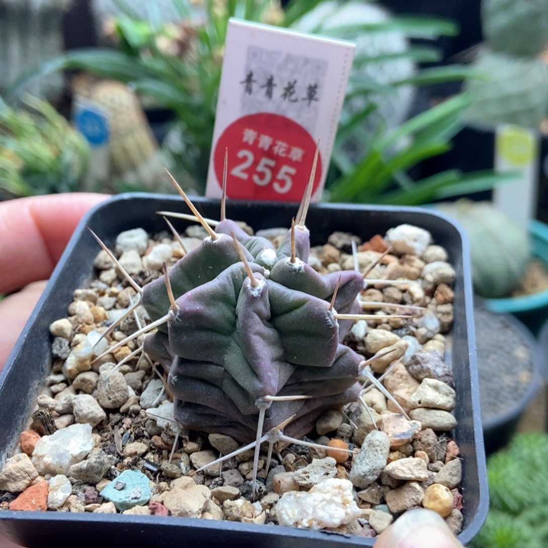 实生紫肌少刺虾一棵仙人球