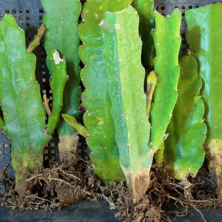 当前无花栽培后可以开花亚*10