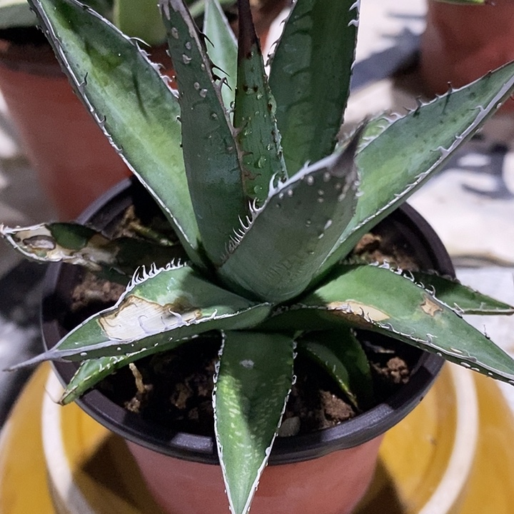 完美主义者勿拍帝释天121038