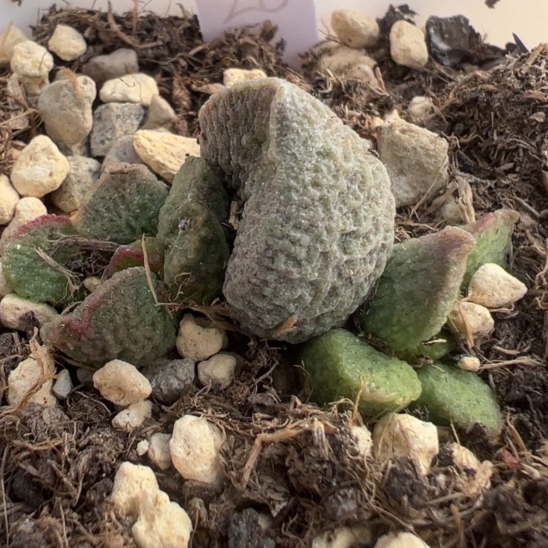 61实生大苗多头多肉植物