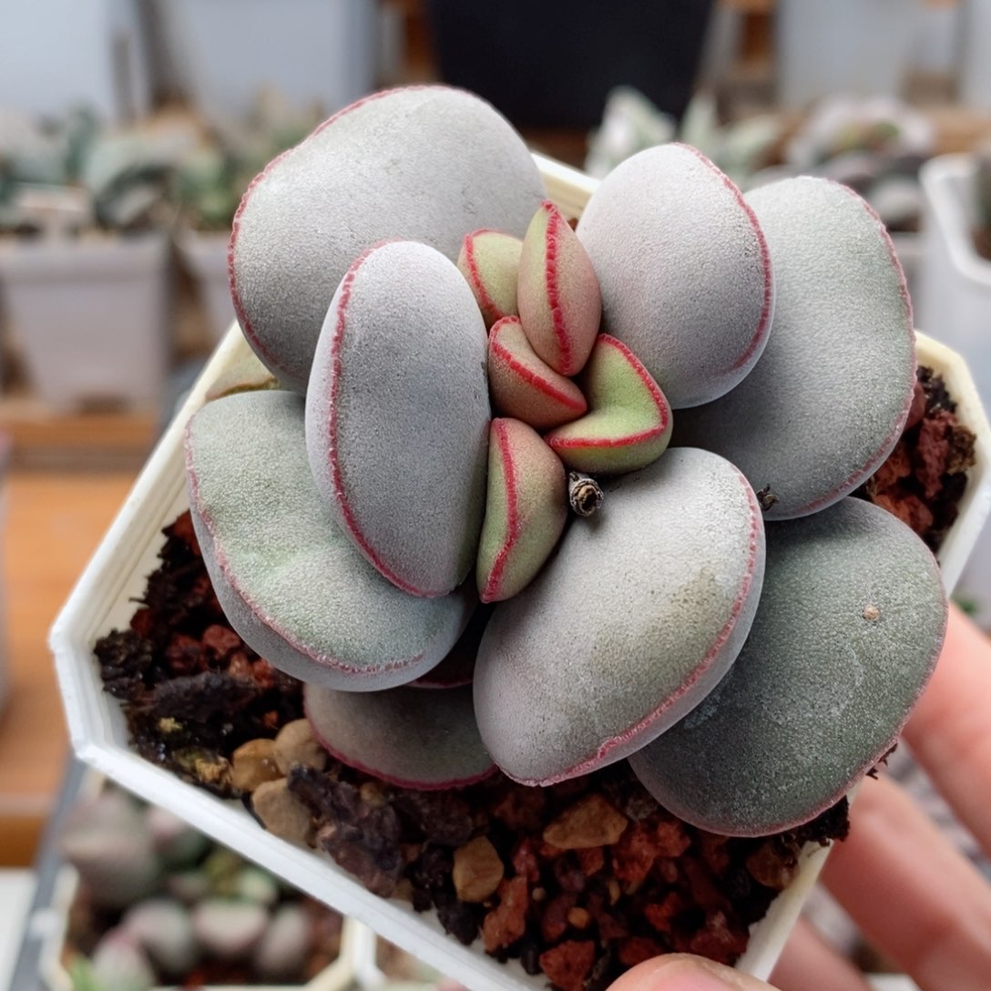 白肌红蛋水泡多肉植物