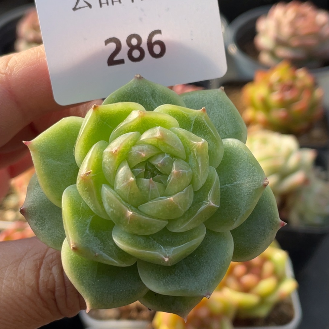 286号糖心冰心珍妮 绿泡泡