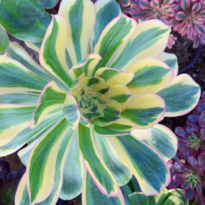 燕姿锦多肉植物法师法师