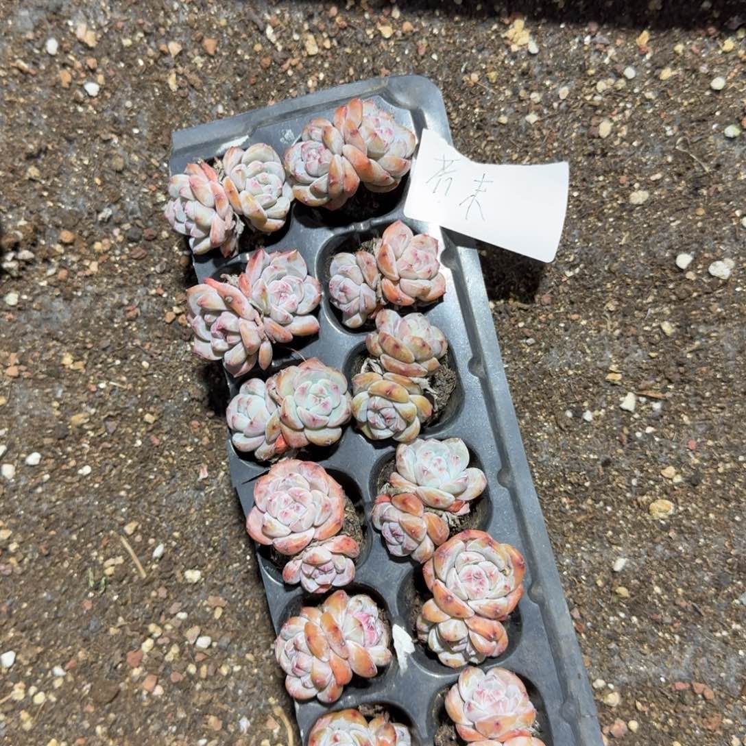小芥末一物一拍专拍