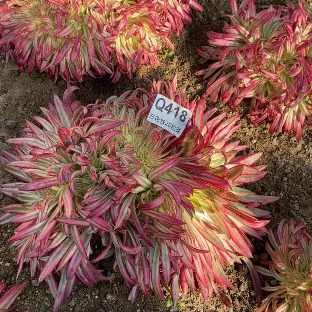 418朱雀缀多肉植物