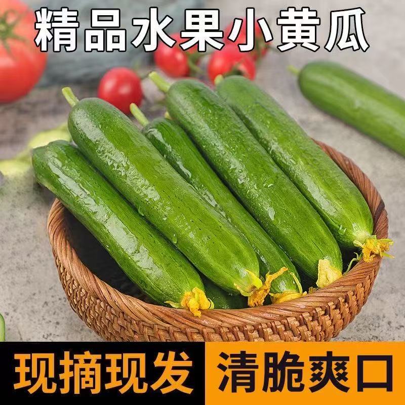 【现摘现发】山东寿光水果小黄瓜生吃炒菜拌凉荷兰无刺小黄瓜