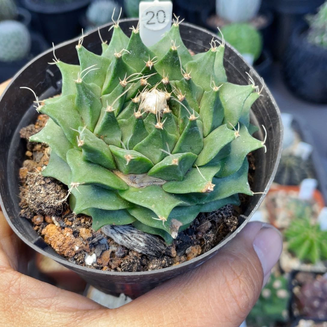 仙人球满28包邮盆5公分帝冠7公分