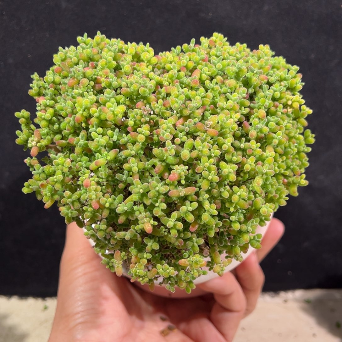 无花朵蜜橘糖球微盆景爱心老桩