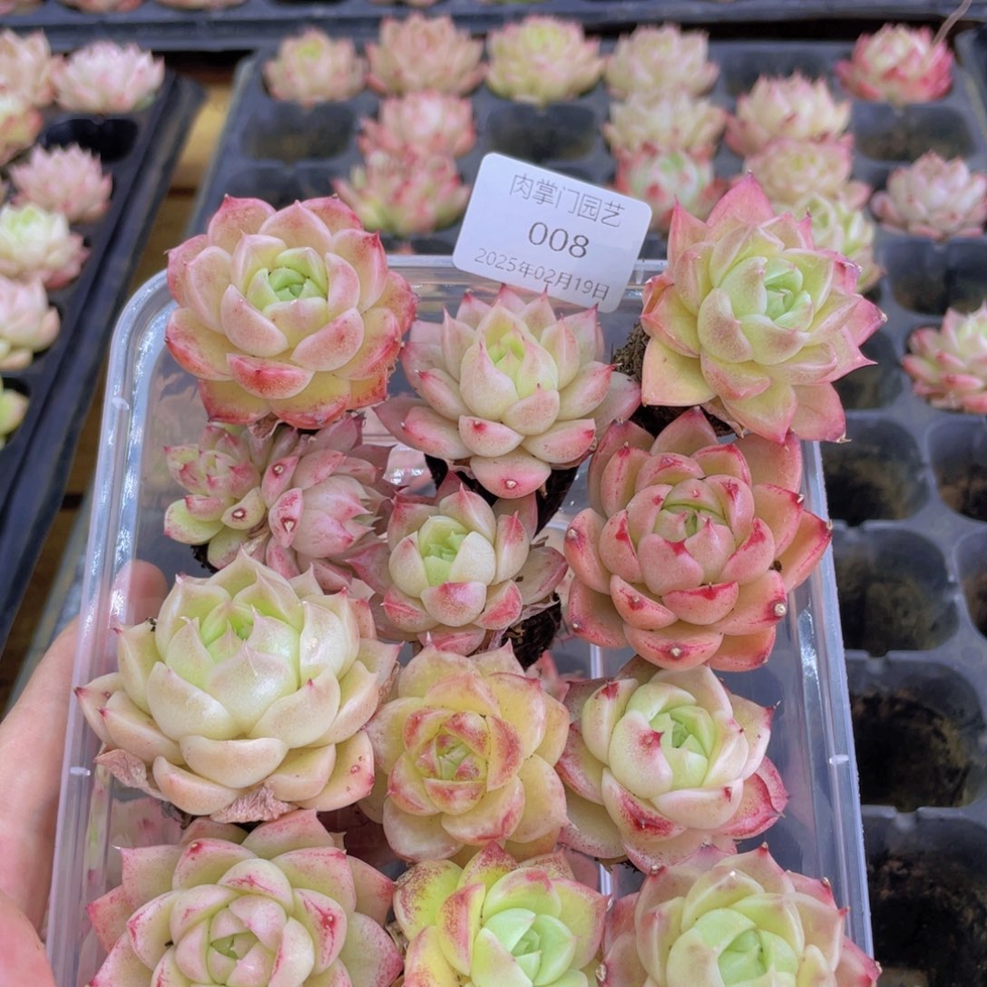 开心快乐幸福008