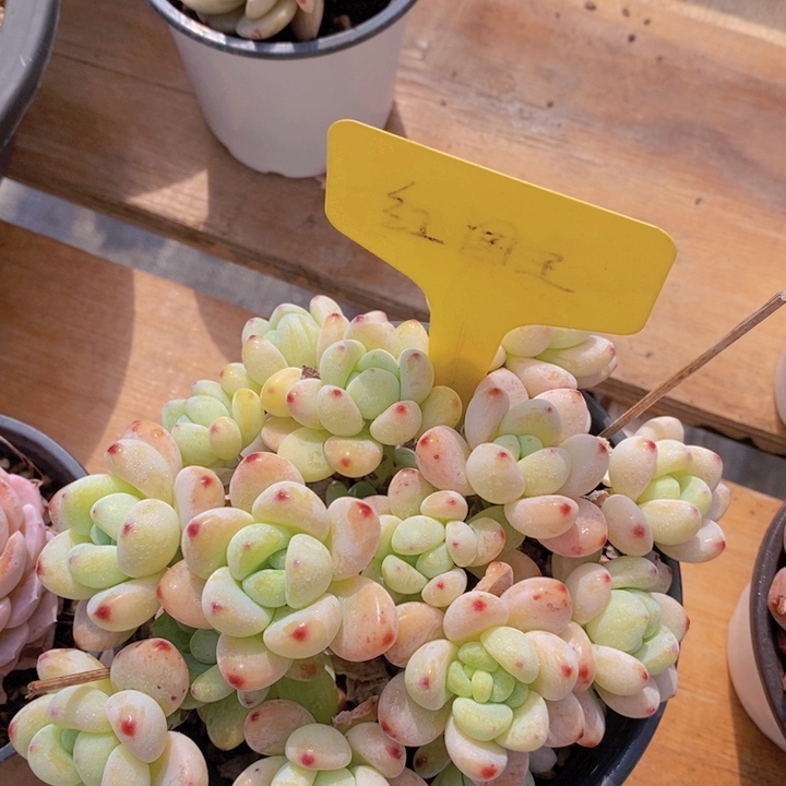 多肉植物，开心多肉