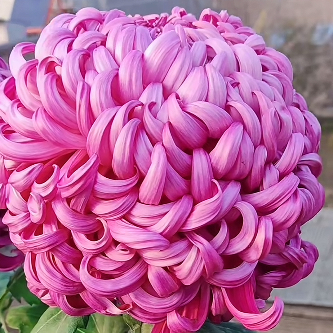 大菊花盆栽苗室内阳台种植四季开花花卉绿植