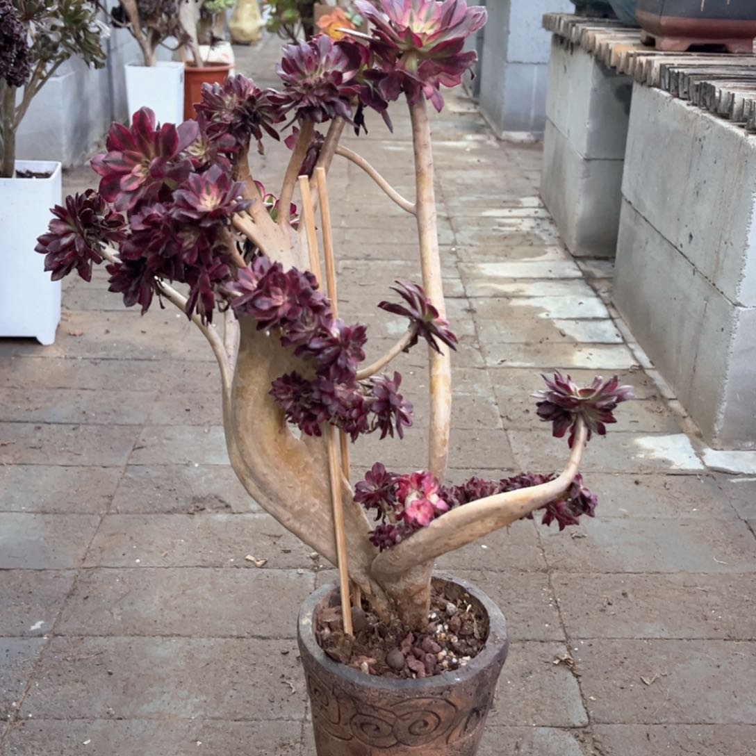 灰法师锦缀福利精品