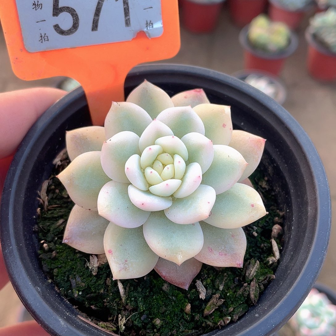 4***d571号多肉植物盆栽