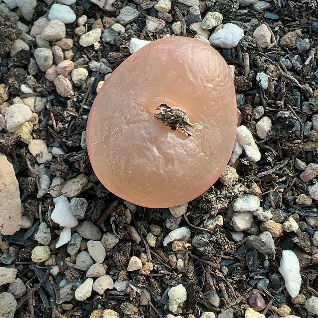 098超毛带盆土发货