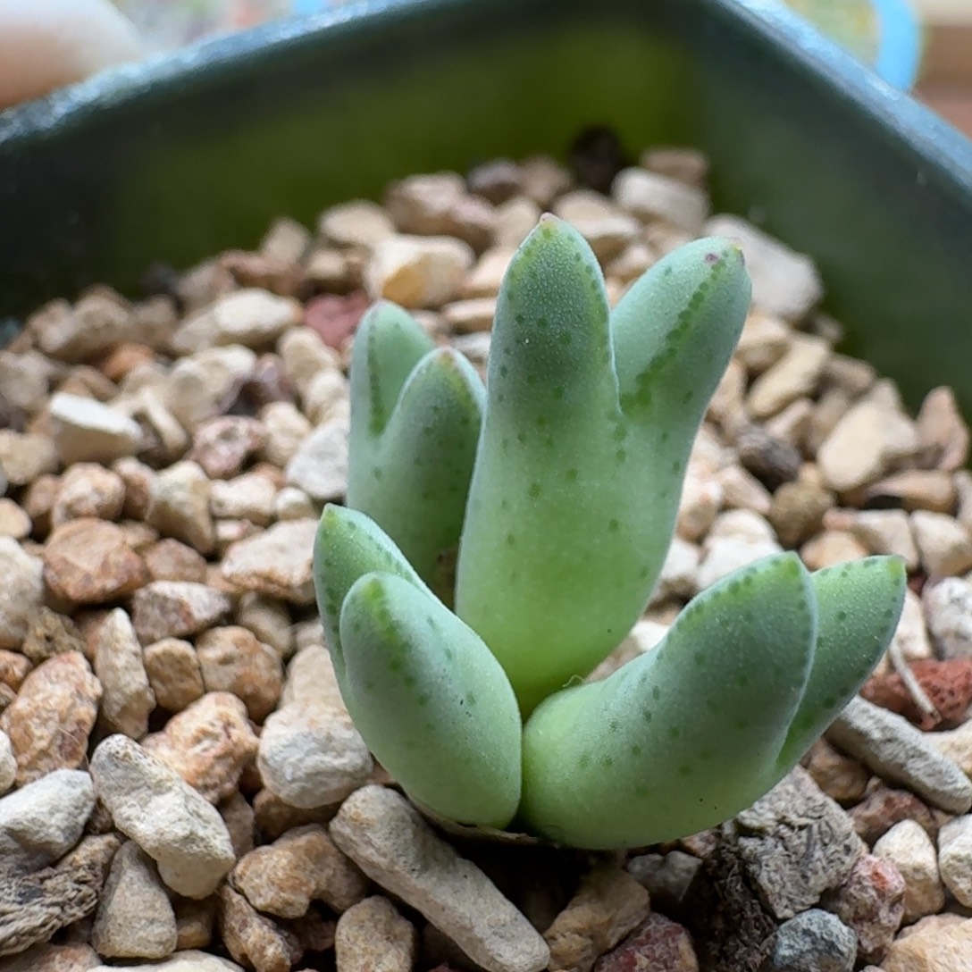 1211-018猪蹄1810.1肉锥