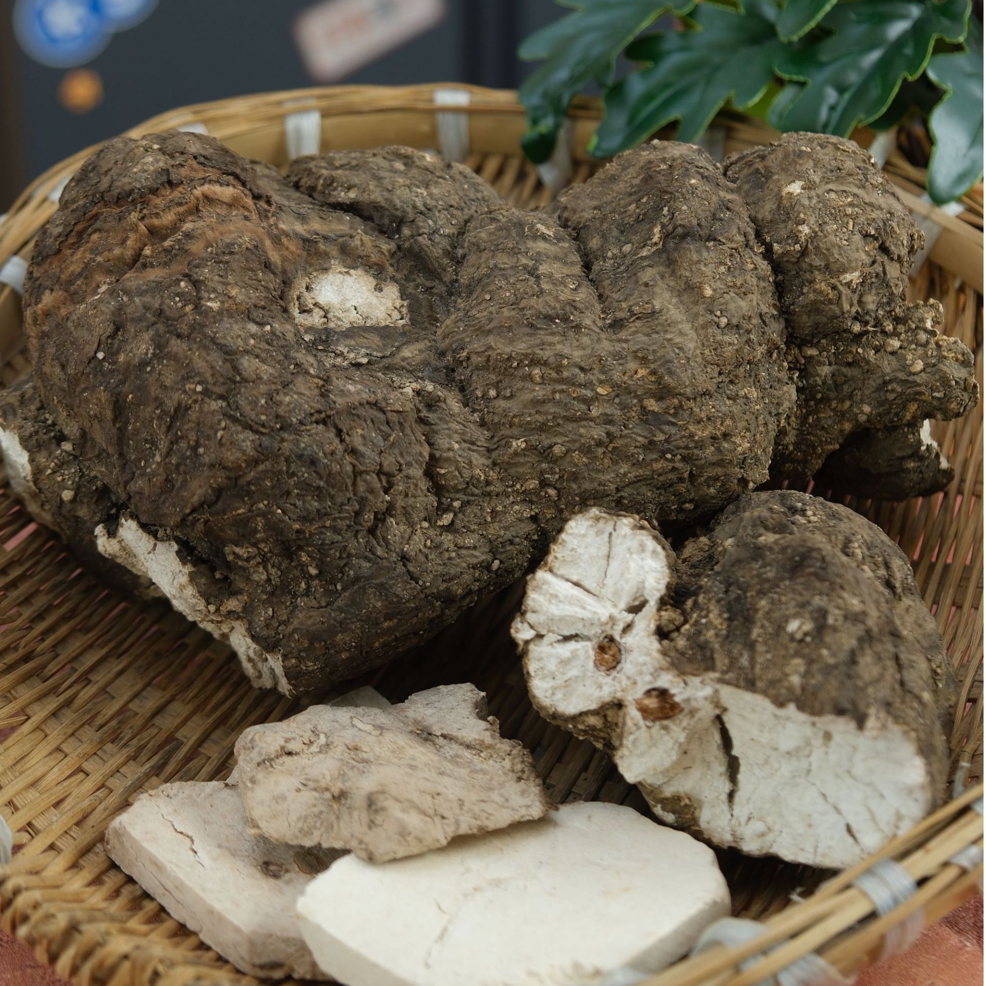 广供天下茯神原生茯苓整块生切生晒无硫可煲汤中药安神