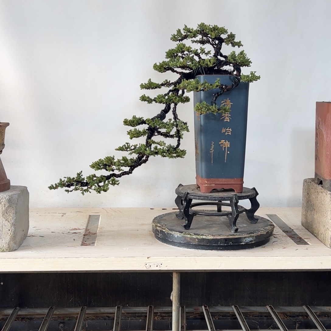 无花朵柏树新西兰花珍珠柏