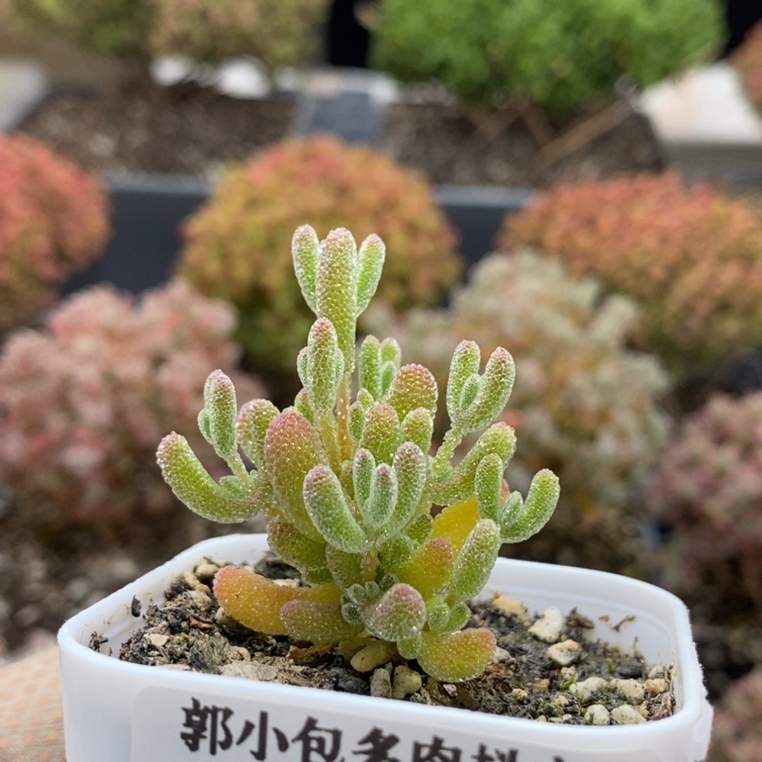 优选冰晶6804枝干番杏