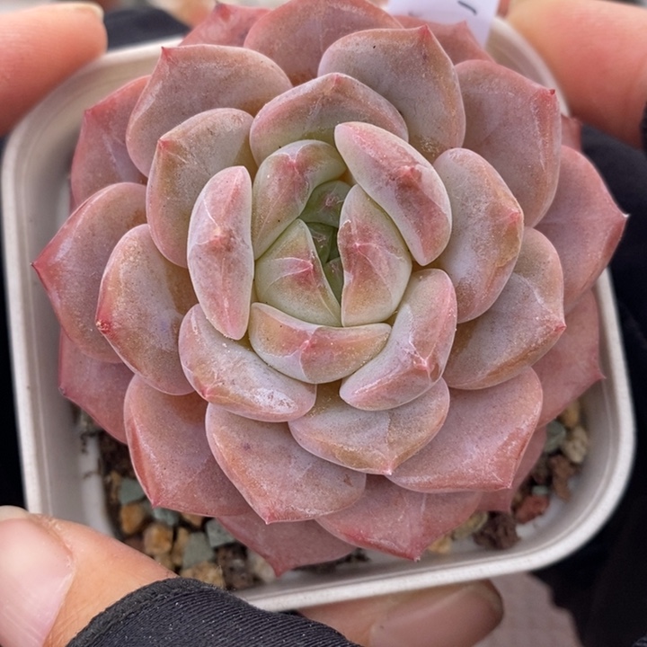 1203-594，糖心多肉