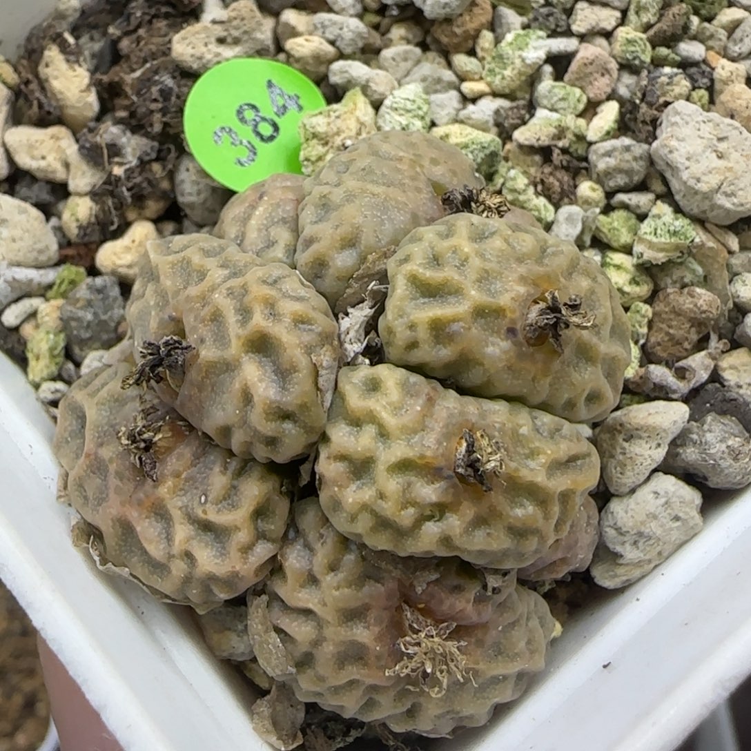 大超烧群多肉植物384