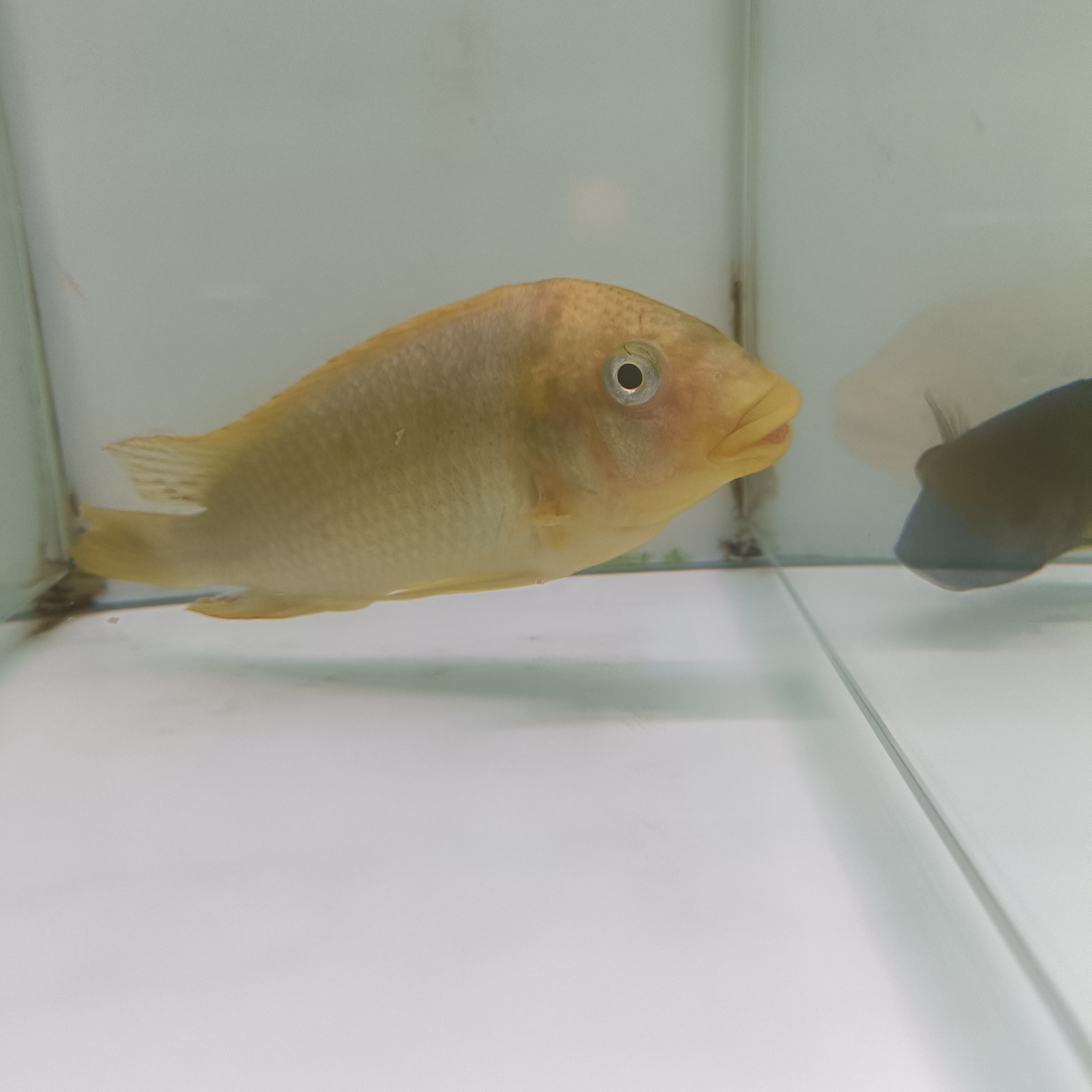黄龙王三湖慈鲷热带观赏鱼野生鱼