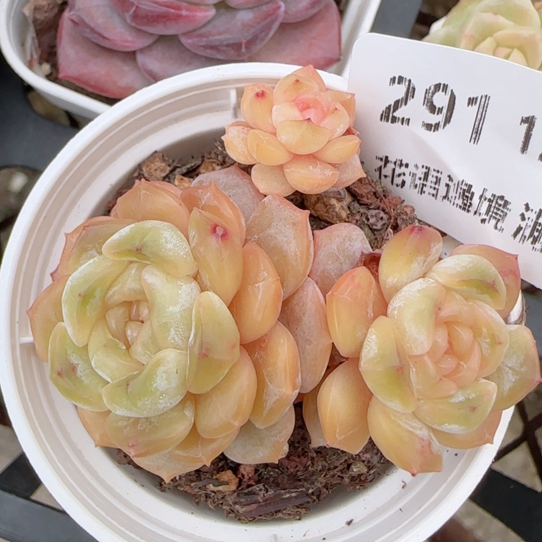 花语多肉1223-291绒金