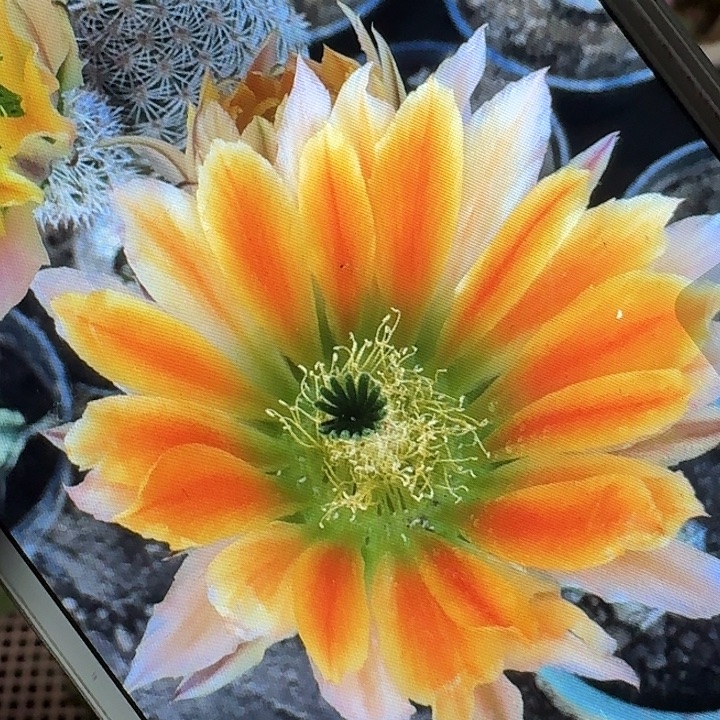 皇冠虾侧芽3公分左右仙人球