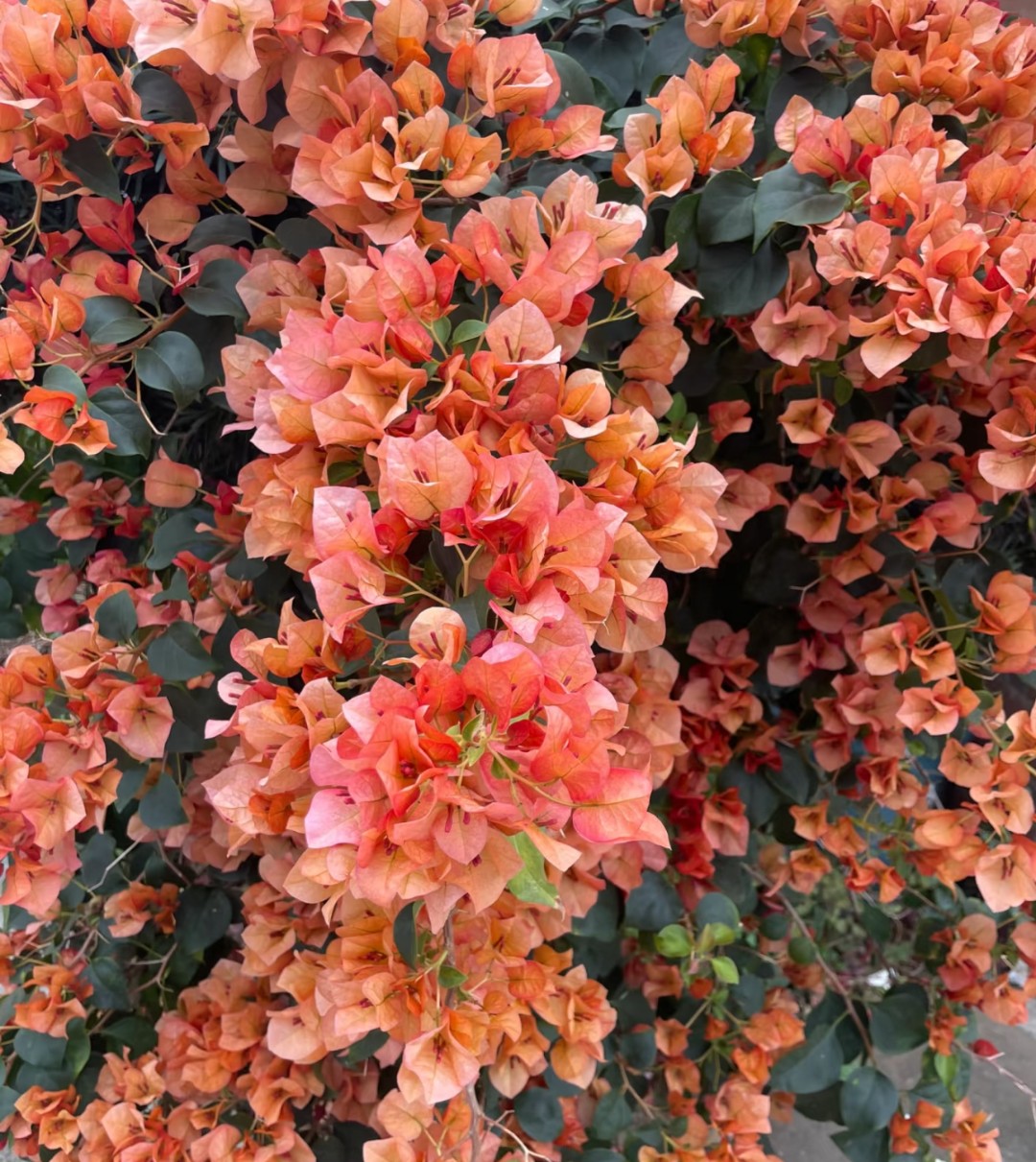 【日落】护心土球【不带花】发货运输过程中掉花落叶正常情况 