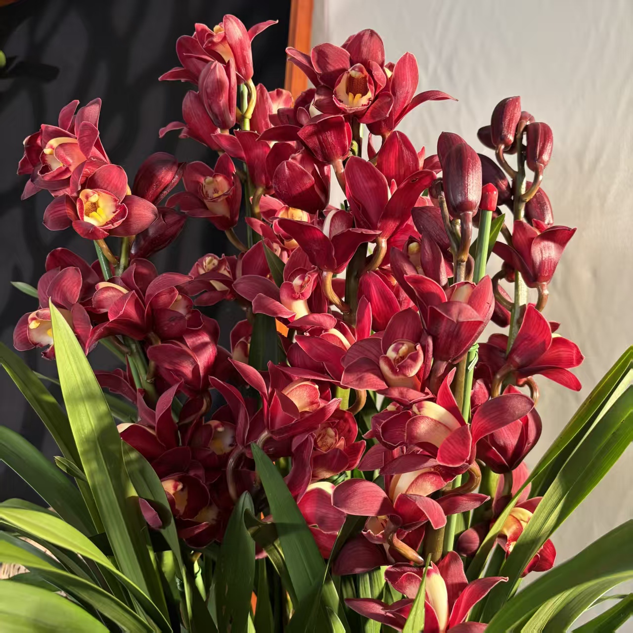 【桑提娜红袍】6支长花剑190口径红色系落地蕙兰云南基地直发