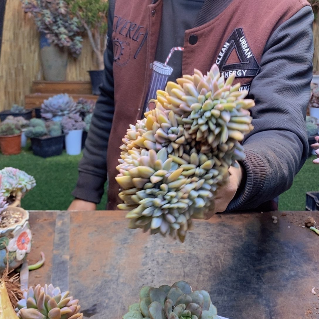 朱*185号淡雪缀多肉