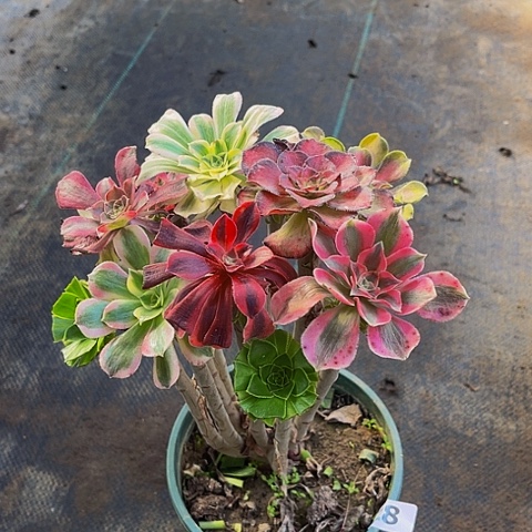 法师嫁接一物一拍28