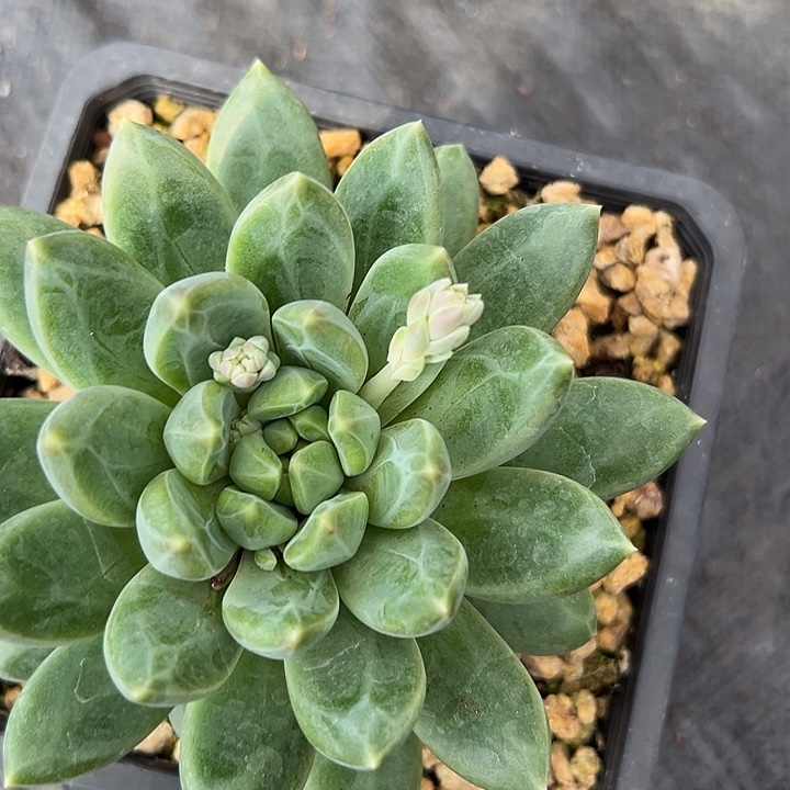 美人大单头美人特价